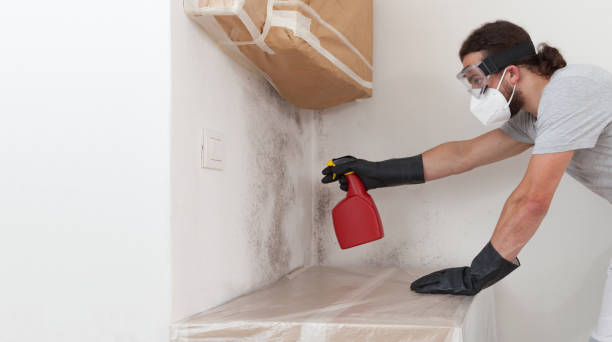Basement Mold Remediation treatment on basement walls in Newburg