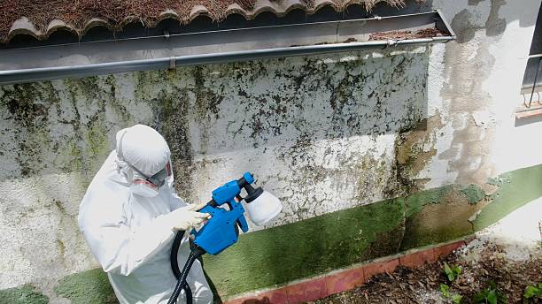Mold Removal service in Newburg